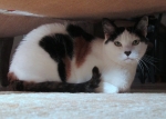 lilly-IMG_7415.JPG