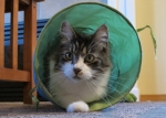 finn-IMG_9161.JPG