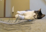 finn-IMG_9139.JPG