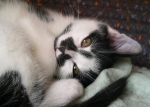 Maynard
