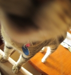stella-IMG_1730-cropped.jpg