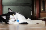 chauncey-IMG_1762-edited2.jpg