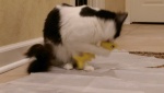 Double click to start/stop slideshow running IMAG2488.jpg