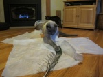 Mavis IMG_3769.JPG