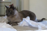 Fizzgig-IMG_3120.JPG