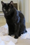 Frodo-IMG_3101.JPG