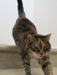 midge-IMG_3914.JPG