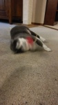20180511_114030_Burst04.jpg