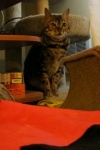 LuLu-IMG_7586.JPG