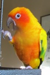 kiwi-IMG_8227.JPG