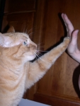 Fuji's High Five