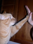 Fuji's High Five