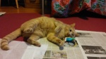 MishMish20210202_170337_Burst06.jpg