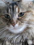 lilyB06.JPG