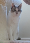nicodemusIMG_6826.JPG