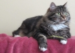 Hazel-IMG_6839.JPG