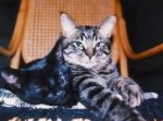 Meek and Snicklefritz  (1994-2010)